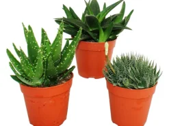 Badlüfter^Aloe verschiedene Arten Topf-Ø 12 cm