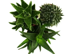 Badlüfter^Aloe verschiedene Arten Topf-Ø 12 cm