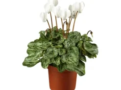Badlüfter^Alpenveilchen Farbmix Topf-Ø ca. 12 cm Cyclamen