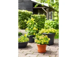 Abläufe*Florus Pflanztopf Fiore Alessia Ø 35 cm Anthrazit