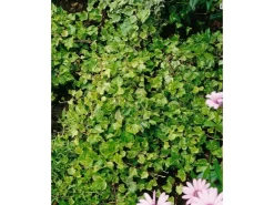 Drainage^Hedera Helix Kolibri Efeu Grün-Weiß 60–100 cm