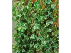 Drainage^Hedera Helix Kolibri Efeu Grün-Weiß 60–100 cm