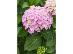 Drainage^Hydrangea Mac. Bauernhortensie 30-40 cm