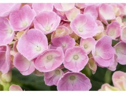 Drainage^Hydrangea Mac. Bauernhortensie 30-40 cm